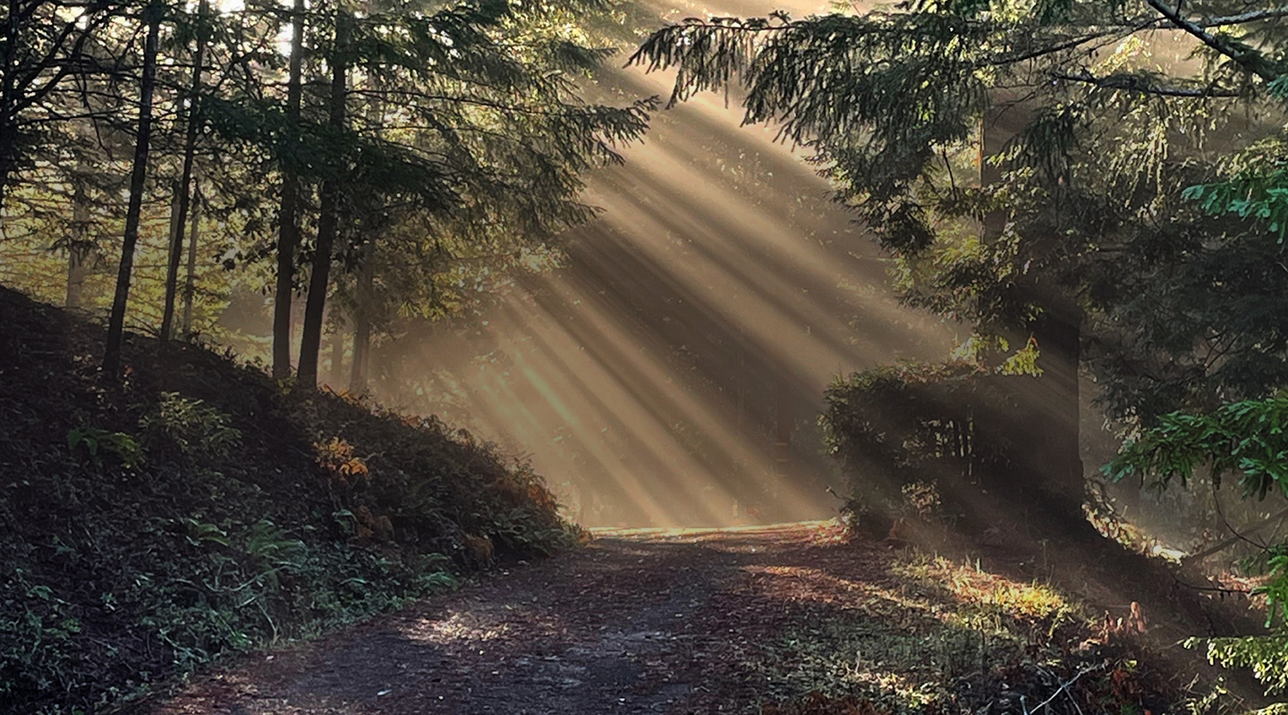 Forest path with filtered sunlight