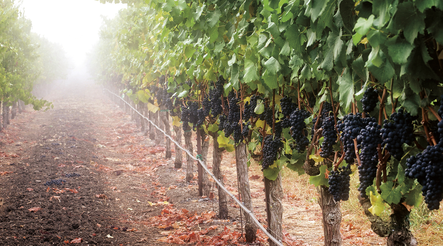 Vineyard rows showing ripe grape clusters